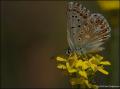 Polyommatus bellargus (Çokgözlü Gökmavisi)