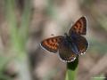 Lycaena helle (Menekşe Bakırgüzeli)