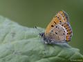 Lycaena helle (Menekşe Bakırgüzeli)