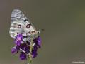 Parnassius apollo (Apollo)