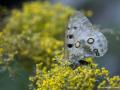 Parnassius apollo (Apollo)