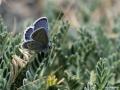 Plebejus idas (Idasmavisi; Esmergöz)