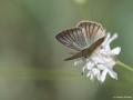 Polyommatus antidolus (Çokgözlü Anadolutüylüsü)
