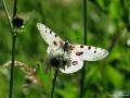 Parnassius apollo (Apollo)