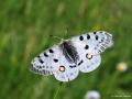 Parnassius apollo (Apollo)