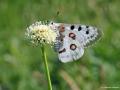 Parnassius apollo (Apollo)