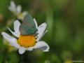 Callophrys mystaphia (Işgınzümrütü, Minikzümrüt)