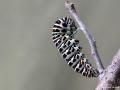 Papilio machaon (Kırlangıçkuyruk)