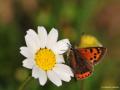 Lycaena phlaeas (Beneklibakırgüzeli)