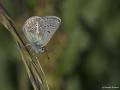 Polyommatus eumedon (Çokgözlü Geraniummavisi)