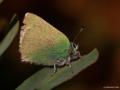 Callophrys paulae (Anadoluzümrütü)