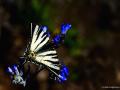 Iphiclides podalirius (Erik Kırlangıçkuyruğu)