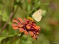 Colotis fausta (Mezopotamya Kolotisi)