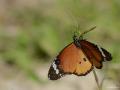 Danaidae