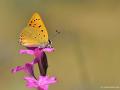 Lycaena asabinus (Anadolu Ateşgüzeli)