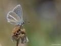 Polyommatus damon (Çokgözlü Damonmavisi)