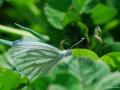 Pieris pseudorapae (Yalancı Beyazmelek)