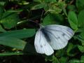 Pieris pseudorapae (Yalancı Beyazmelek)