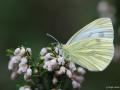 Pieris pseudorapae (Yalancı Beyazmelek)