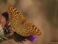 Argynnis pandora (Bahadır)