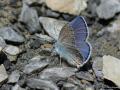 Plebejus zephyrinus (Türkmenistan Esmergözü)