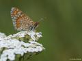 Euphydryas aurinia (Nazugum)