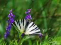 Iphiclides podalirius (Erik Kırlangıçkuyruğu)