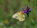 Colias crocea (Sarıazamet)