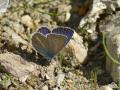 Polyommatus anticarmon (Çokgözlü Antikarmon)