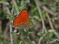 Lycaena asabinus (Anadolu Ateşgüzeli)