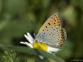 Lycaena thersamon (Küçükateşgüzeli)