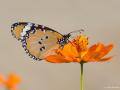 Danaus chrysippus (Sultan)