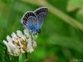 Plebejus argus (GümüşLekeli Esmergöz)