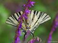 Iphiclides podalirius (Erik Kırlangıçkuyruğu)