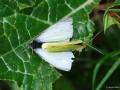 Pieris rapae (Küçük Beyazmelek)