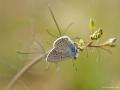 Polyommatus bellis (Çokgözlü Güzelmavi)