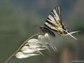 Iphiclides podalirius (Erik Kırlangıçkuyruğu)