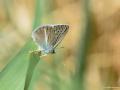 Polyommatus turcicola (Çokgözlü Vanmavisi)