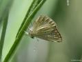 Polyommatus dantchenkoi ()