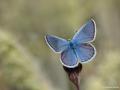 Polyommatus cornelius (Çokgözlü Küçük Turanmavisi)