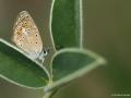 Polyommatus cornelius (Çokgözlü Küçük Turanmavisi)