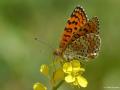Melitaea collina (Hataylı İparhan)