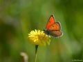 Lycaena candens (Ateşbakırgüzeli)