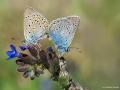 Polyommatus amandus (Çokgözlü Amanda)