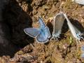 Polyommatus eroides (Çokgözlü Yalancıeros)