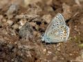 Polyommatus eroides (Çokgözlü Yalancıeros)