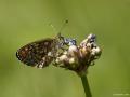 Boloria eunomia (Bataklık Noktalıkelebeği)