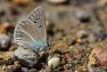 Polyommatus wagneri (Wagner