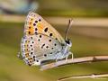 Lycaena lampon (İranateşgüzeli)