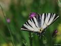 Iphiclides podalirius (Erik Kırlangıçkuyruğu)